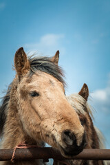 Naklejka na ściany i meble Beautiful thoroughbred horses on a farm on a sunny day.