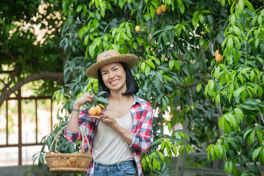 Marian plum,Marian mango or plango (mayongchit in Thai) The harvest season lasts from February to March. Hand of woman agriculturist holding a bunch of s weet yellow marian plum.
