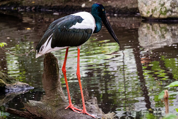 stork looking for fish in a pond