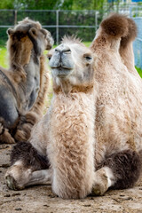 A two-humped camel. Bactrian. Camelus bactrianus. Close-up.