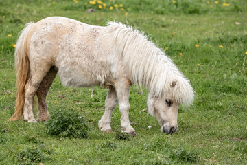 Naklejka na ściany i meble Shetland pony. A white pony. A cute little horse.