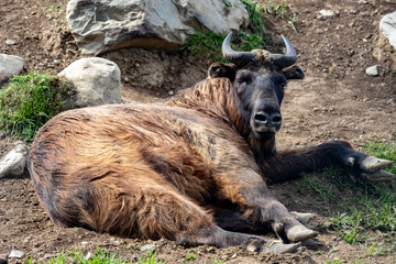 The artiodactyl mammal Takin. Budorcas taxicolor.