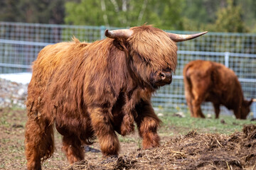 The Scottish Highland cow breed. Highland breed. Highland cattle.