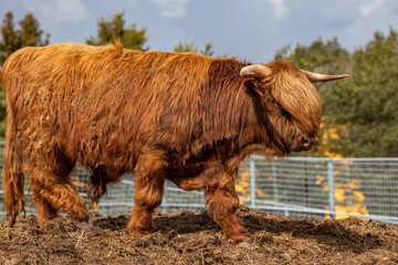 The Scottish Highland cow breed. Highland breed. Highland cattle.