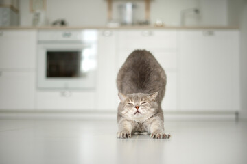 Yoga cat. Scottish cat