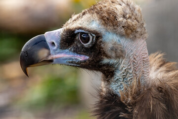 Black vulture. Brown vulture. Aegypius monachus.