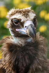 Black vulture. Brown vulture. Aegypius monachus.