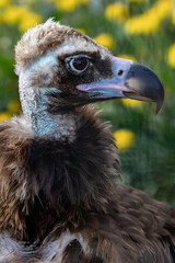 Black vulture. Brown vulture. Aegypius monachus.
