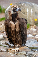 Black vulture. Brown vulture. Aegypius monachus.