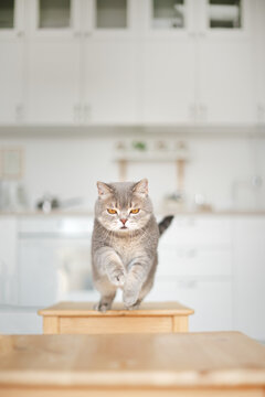 Scottish cat jumping