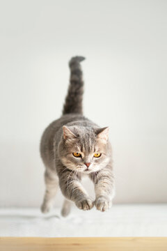 Scottish Cat Jumping