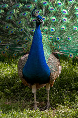 Obraz premium Peacock. indian peacock. An ordinary peacock. Pavo cristatus.