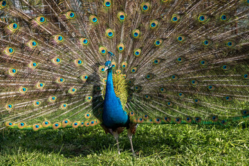 Naklejka premium Peacock. indian peacock. An ordinary peacock. Pavo cristatus.