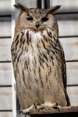 The West Siberian owl. Bubo bubo sibiricus.