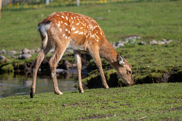 Doe. European fallow deer. Dama dama.