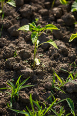 fresh pepper planted in the garden, in Bistritei, Romania, 2022