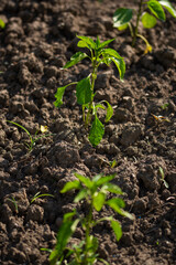fresh pepper planted in the garden, in Bistritei, Romania, 2022