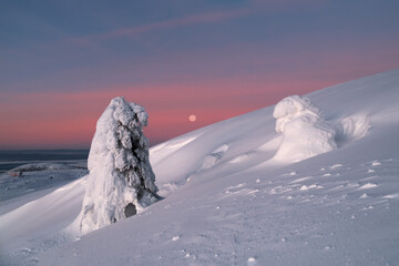 Magical bizarre silhouette of fir tree are plastered with snow at purple dawn background. Arctic...
