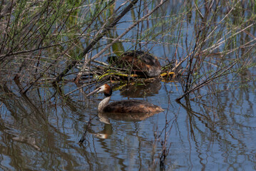 Great crested grebe, Podiceps cristatus. Photo taken in the Vicario reservoir, province of Ciudad Real, Spain