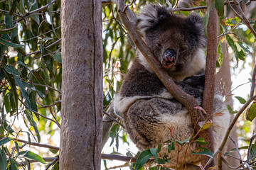 Fototapeta premium sleepy koala sitting in tree closeup