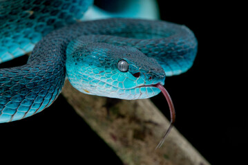 Close up shot of female blue white lipped Island pit viper snake Trimeresurus insularis with black background 