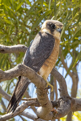 Australian Hobby in South Australia