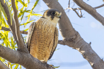Australian Hobby in South Australia