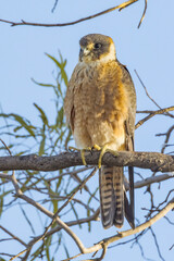 Australian Hobby in South Australia