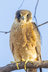 Australian Hobby in South Australia