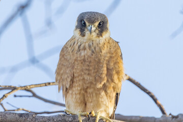 Australian Hobby in South Australia