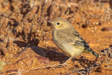 Orange Chat in South Australia