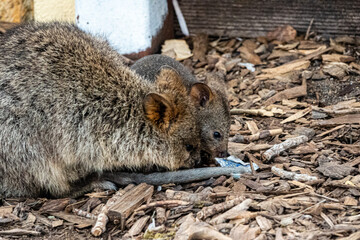 quokka and baby looking on ground for food and trash 