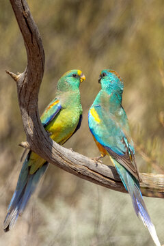 Mulga Parrot In South Australia