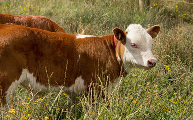 tenero cara blanca, hereford con overo colorado en pasto verde 