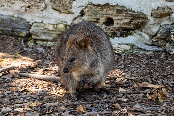 cute quokka sitting on ground