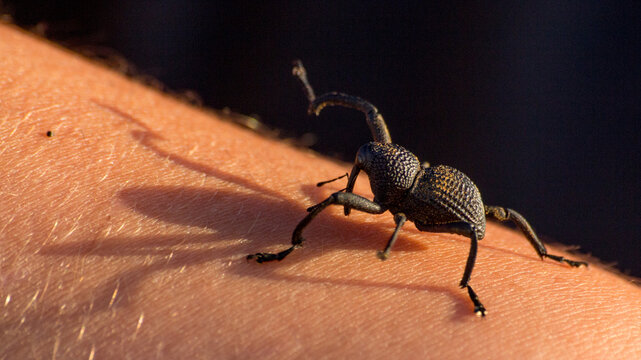burrito caminando en mano, insecto taladrador de madera 