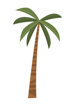 palm tree plant forest