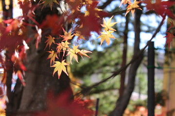 Fall leaf viewing in Japan