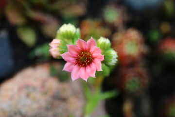 Kramer's Spinrad Rojnik