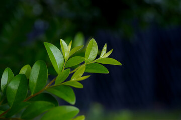 Background of green leaves of a tree