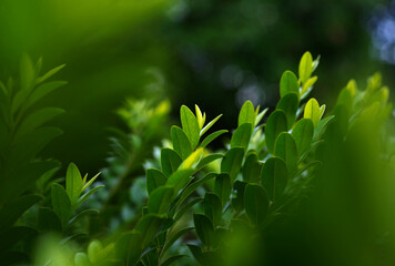 Background of green leaves of a tree