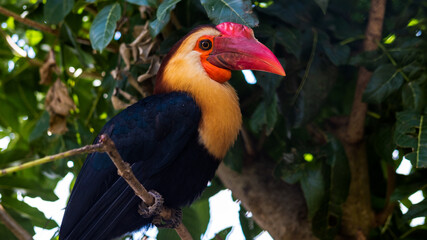 The toco tukan (Ramphastos toco) is a known species of bird in the tukan family. semi-open habitat throughout large parts of central and eastern South America. © ipang