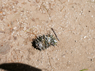 Pine cone