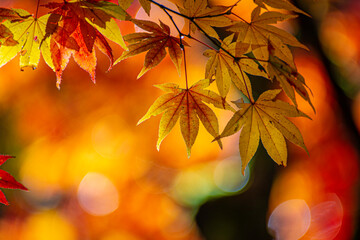 autumn leaves background