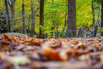autumn in the forest