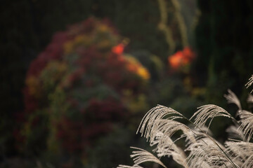 fern in the forest