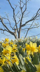 Wild Daffodils under a tree in rural Japan