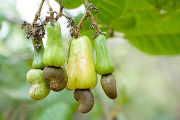 Young cashew apple fruits are hanging on branch. Concept : economic and export agricultural crops...