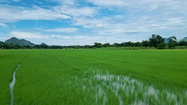 green rice field paddy field in Thailand Kanchanaburi. 