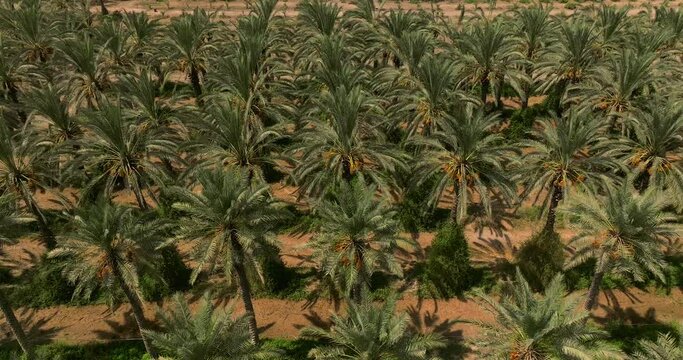 Top down aerial view of a large Date Palms plantation in the desert.